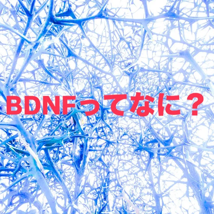 今日は、少し専門的な内容で「BDNF」をキーワードにブログを...